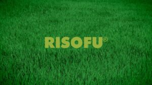 The title "Risofu" On a background of rice plants.