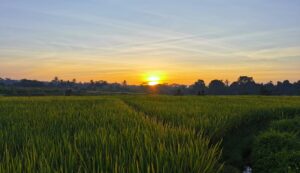 A luscious rice field at sunrise